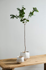 Iona Pots By Accent Decor