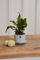 Ladybug with Saucer Pot By Accent Decor