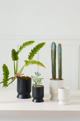 Madison with Saucer Pots By Accent Decor