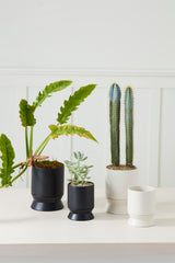 Madison with Saucer Pots By Accent Decor
