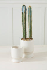 Madison with Saucer Pots By Accent Decor