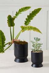 Madison with Saucer Pots By Accent Decor
