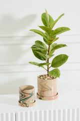 Melage with Saucer Pots By Accent Decor
