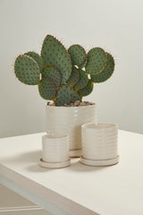 Morse with Saucer Textured Glossy Pots By Accent Decor