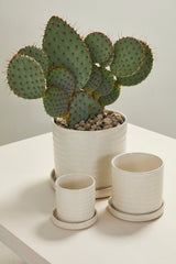 Morse with Saucer Textured Glossy Pots By Accent Decor