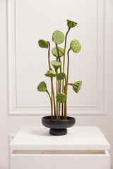 Nightingale Matte Ceramic Compotes By Accent Decor