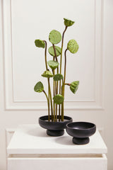 Nightingale Matte Ceramic Compotes By Accent Decor