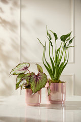 Passion Glossy Footed Pots By Accent Decor
