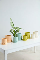 Pissaro with Saucer Matte Wavy Pots By Accent Decor