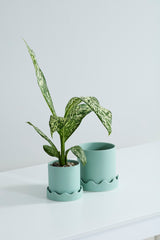 Pissaro with Saucer Matte Wavy Pots By Accent Decor