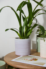 Roux Textured Ceramic Pots By Accent Decor