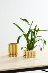 Saffron Pots By Accent Decor