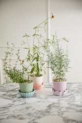 Springvale with Saucer Ceramic Pots By Accent Decor