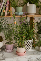 Springvale with Saucer Ceramic Pots By Accent Decor
