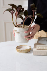 Stepped Mushroom with Saucer Pots By Accent Decor