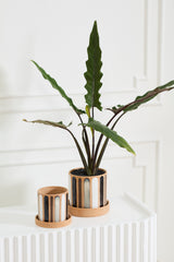 Truman with Saucer Pots By Accent Decor
