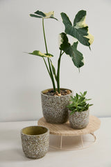 Verde Ceramic Pots By Accent Decor