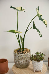 Verde Ceramic Pots By Accent Decor