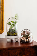 Warner Glass Terrariums By Accent Decor