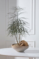 White Oak Bowl By Accent Decor